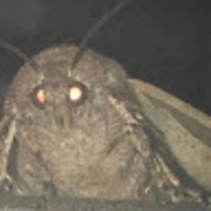 Meet your Posher, Austin